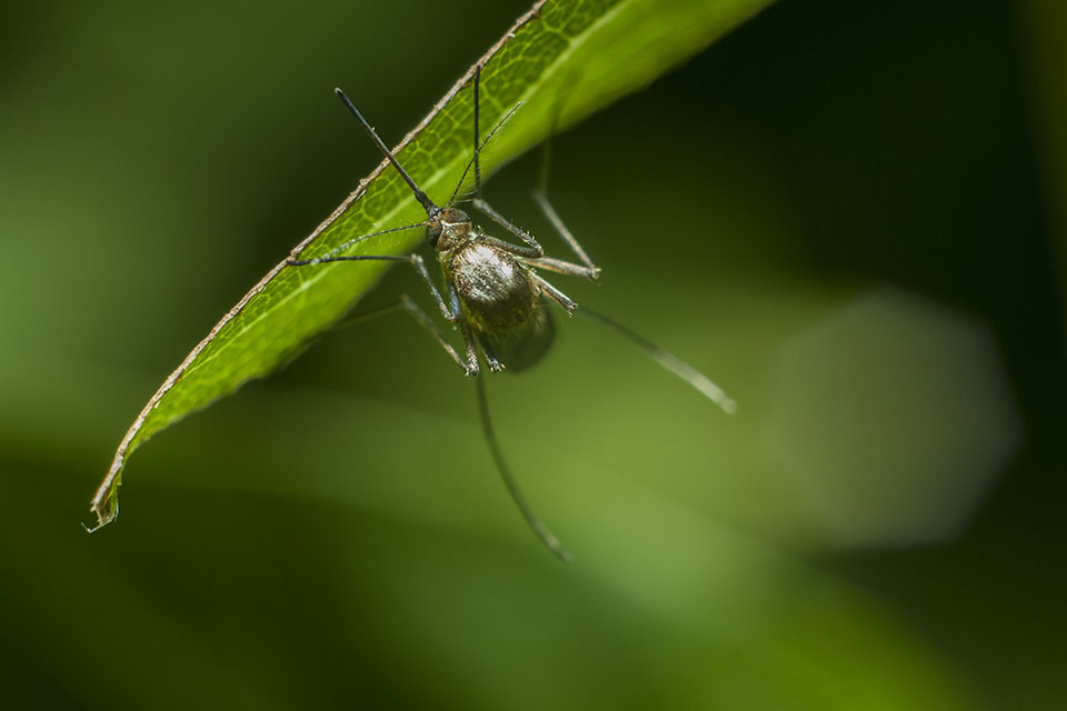 Mosquitos