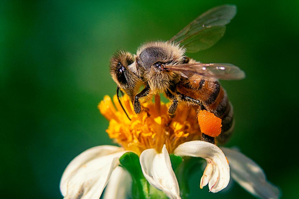 Abejas-2