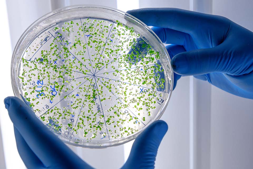 Bacterias