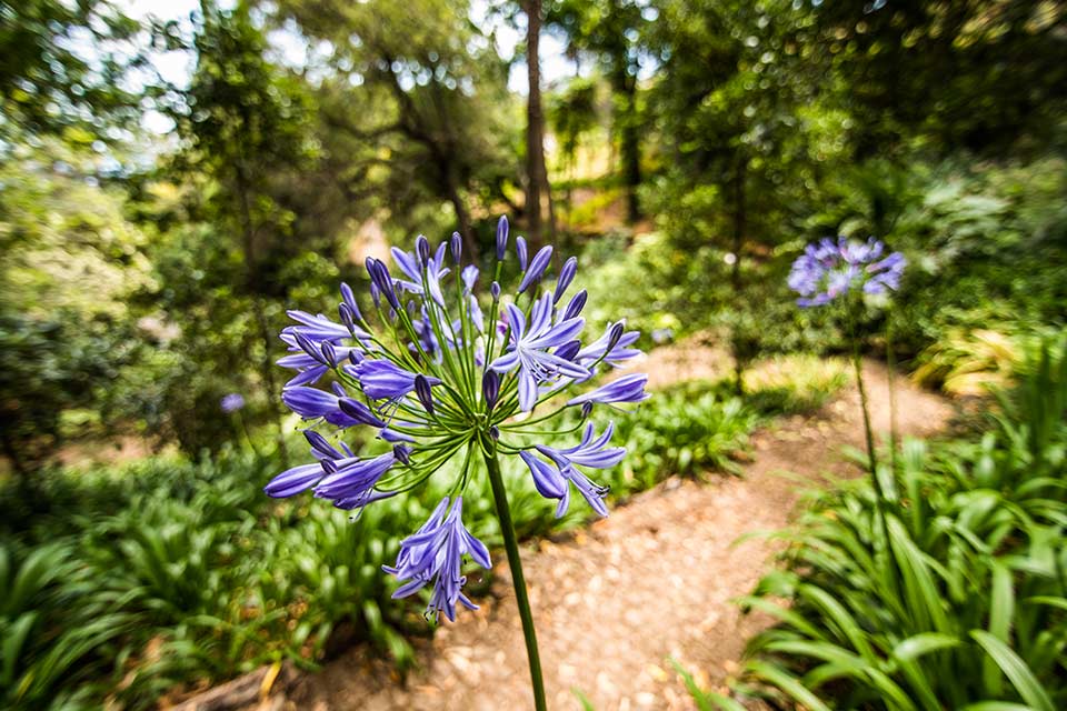 botánica
