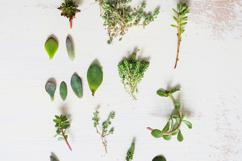 Plantas